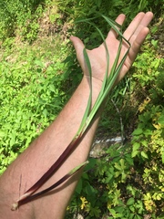 Carex purpurifera
