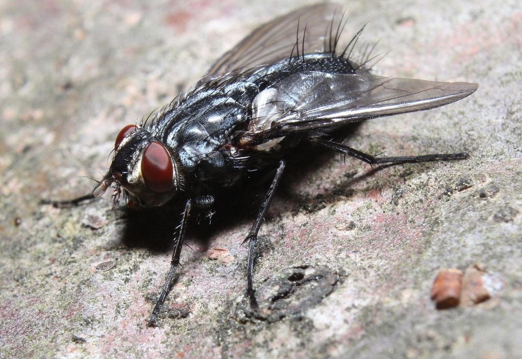 Billaea trivittata