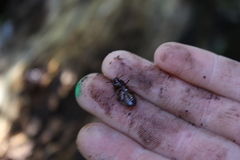 Uloma tenebrionoides