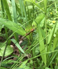 Epirhyssa latimandibularis