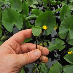 Potamogeton natans