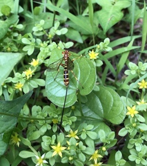 Epirhyssa latimandibularis