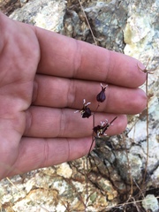 Streptanthus glandulosus niger