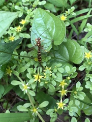 Epirhyssa latimandibularis