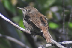 Troglodytes aedon parkmanii