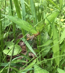 Epirhyssa latimandibularis