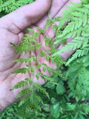 Cystopteris protrusa