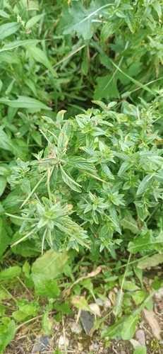 Image of Epilobium roseum by no rights reserved