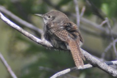 Troglodytes aedon parkmanii