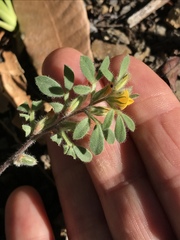Acmispon brachycarpus