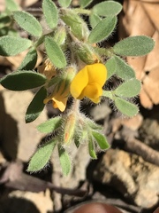 Acmispon brachycarpus