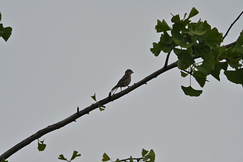 Russet Sparrow from 中国北京市丰台区 on July 13, 2024 at 12:56 PM by 红梅 ...