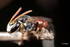 Rhodohylaeus