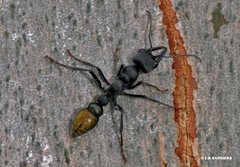 Myrmecia gilberti