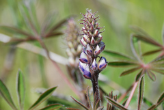 Lupinus perennis