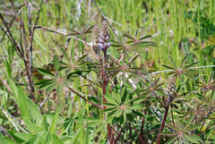 Lupinus perennis