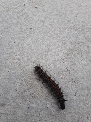 Nymphalis antiopa