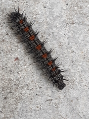 Nymphalis antiopa