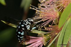 Thyreus caeruleopunctatus
