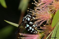 Thyreus caeruleopunctatus