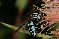 Thyreus caeruleopunctatus