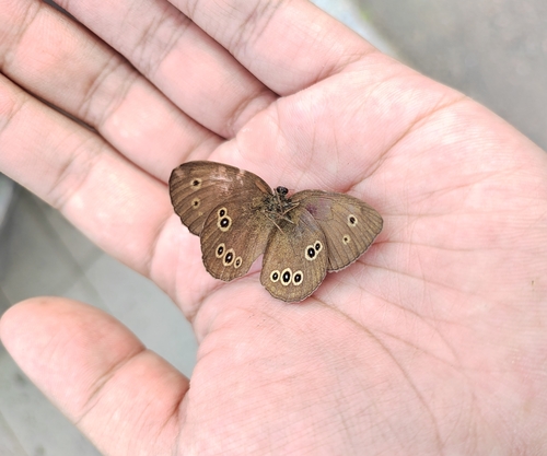 Ringlet