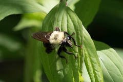 Laphria thoracica