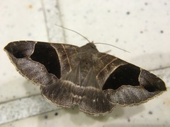 Bastilla joviana