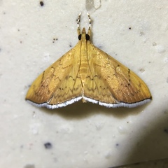 Hyalobathra