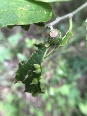Celticecis celtiphyllia