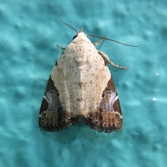 Pseudeustrotia semialba