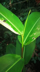 Omophoita boliviana
