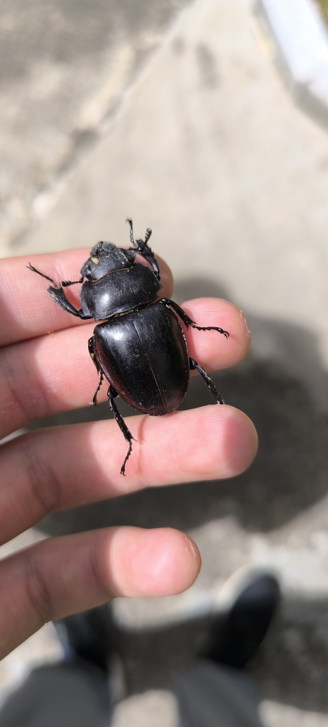 Odontolabis cuvera sinensis from 海南省五指山市水满乡南方电网汽车充电站(椰速充五指山亚泰雨林酒店充电站 ...