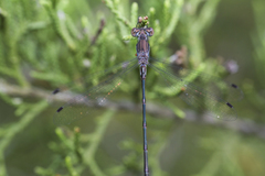 Lestes australis