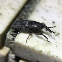 Cosmopolites sordidus