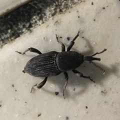 Cosmopolites sordidus