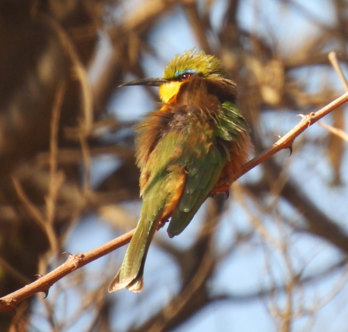 Little Bee-eater