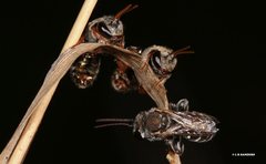 Lipotriches flavoviridis
