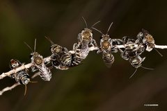 Lipotriches flavoviridis