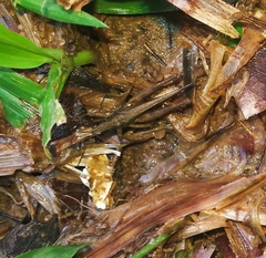 Phaeoparia lineaalba