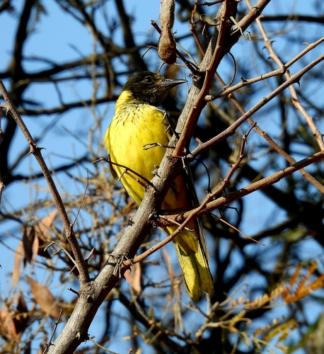 Black-headed Oriole
