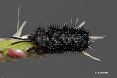 Hispellinus multispinosus