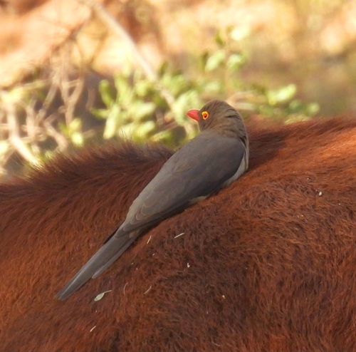 Red-billed Oxpecker