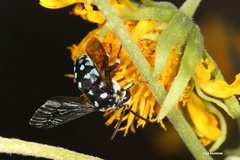 Thyreus caeruleopunctatus