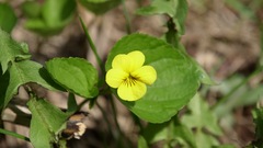 Viola orbiculata