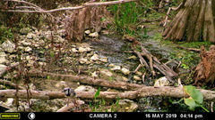 Cyanocitta cristata image