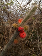 Nyctocereus serpentinus