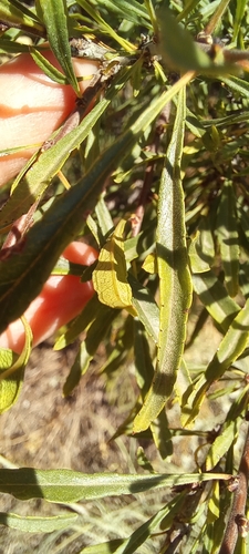 Image of Rhamnus erythroxyloides by (c) Гущина Ангелина Викторовна, some rights reserved (CC BY)