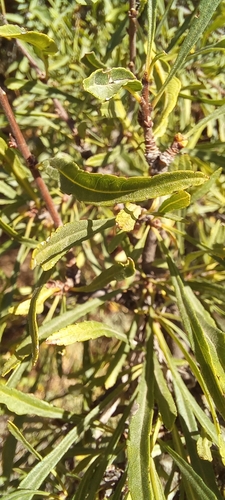 Image of Rhamnus erythroxyloides by (c) Гущина Ангелина Викторовна, some rights reserved (CC BY)