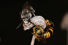 Nomia rubroviridis